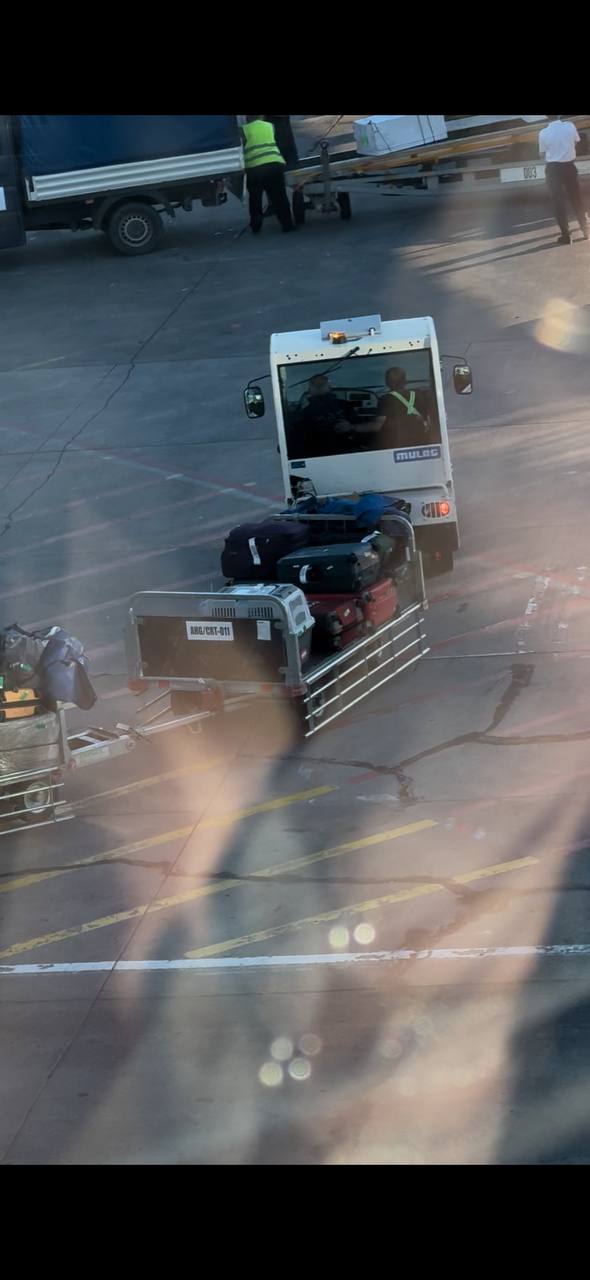 Фото 4 к публикации «Перелет с собакой из Москвы в Ларнаку через Тбилиси: опыт»