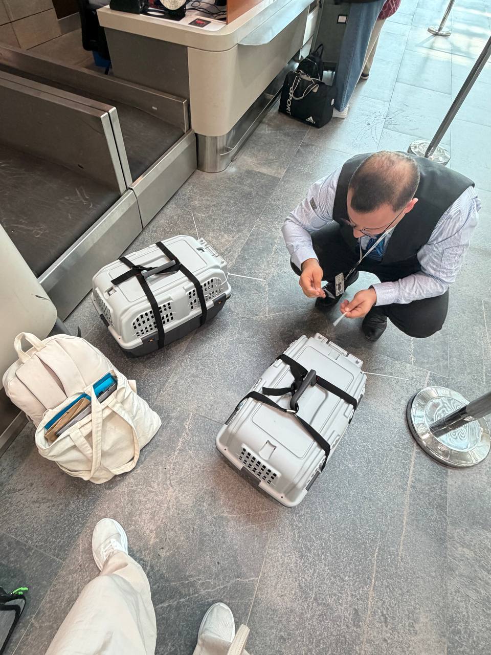 Фото 1 к публикации «Перелет с котами из Мерсина в Баку авиакомпанией AZAL»