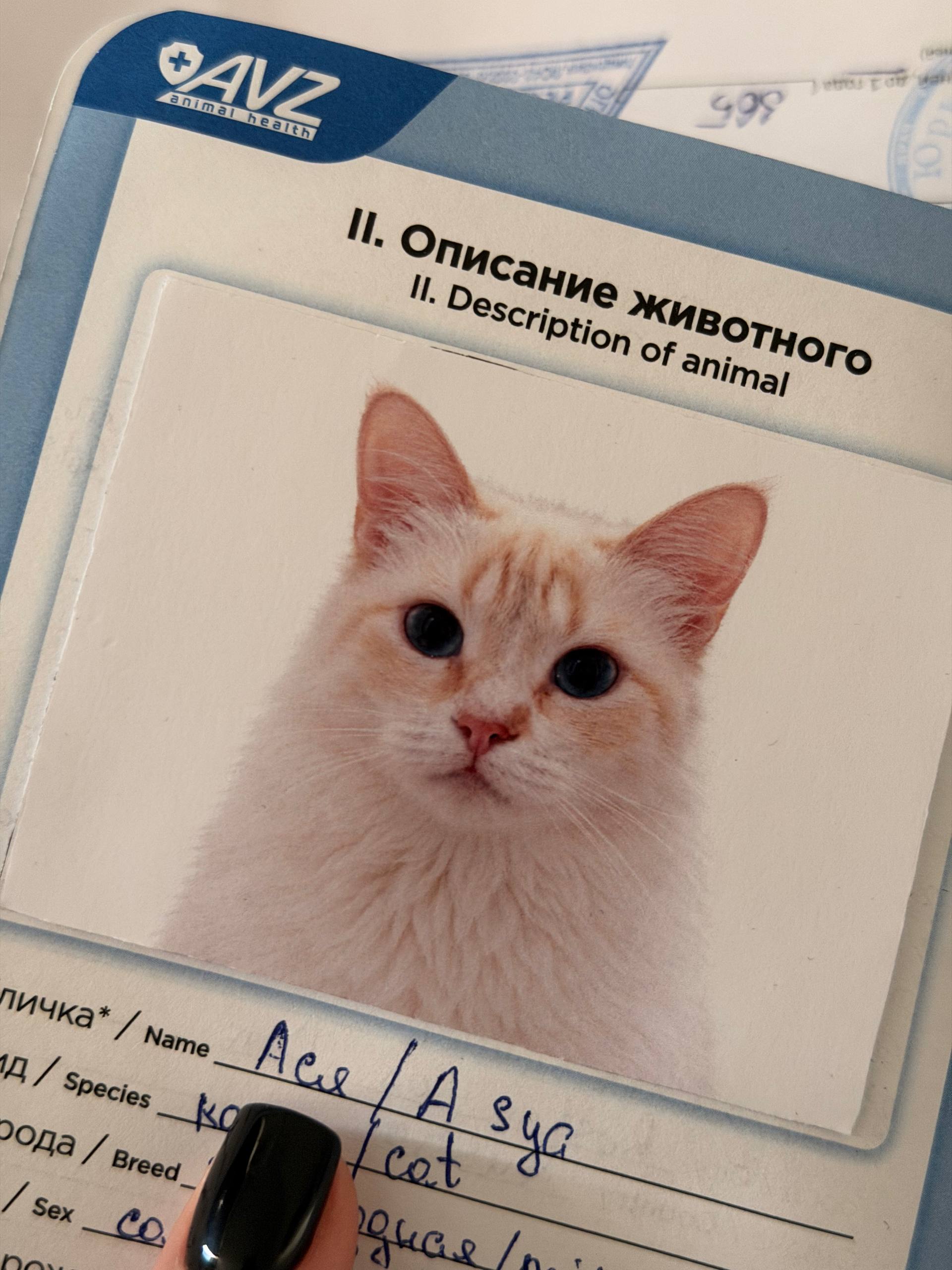 Как перевезти кошку из России в Грузию: личный опыт