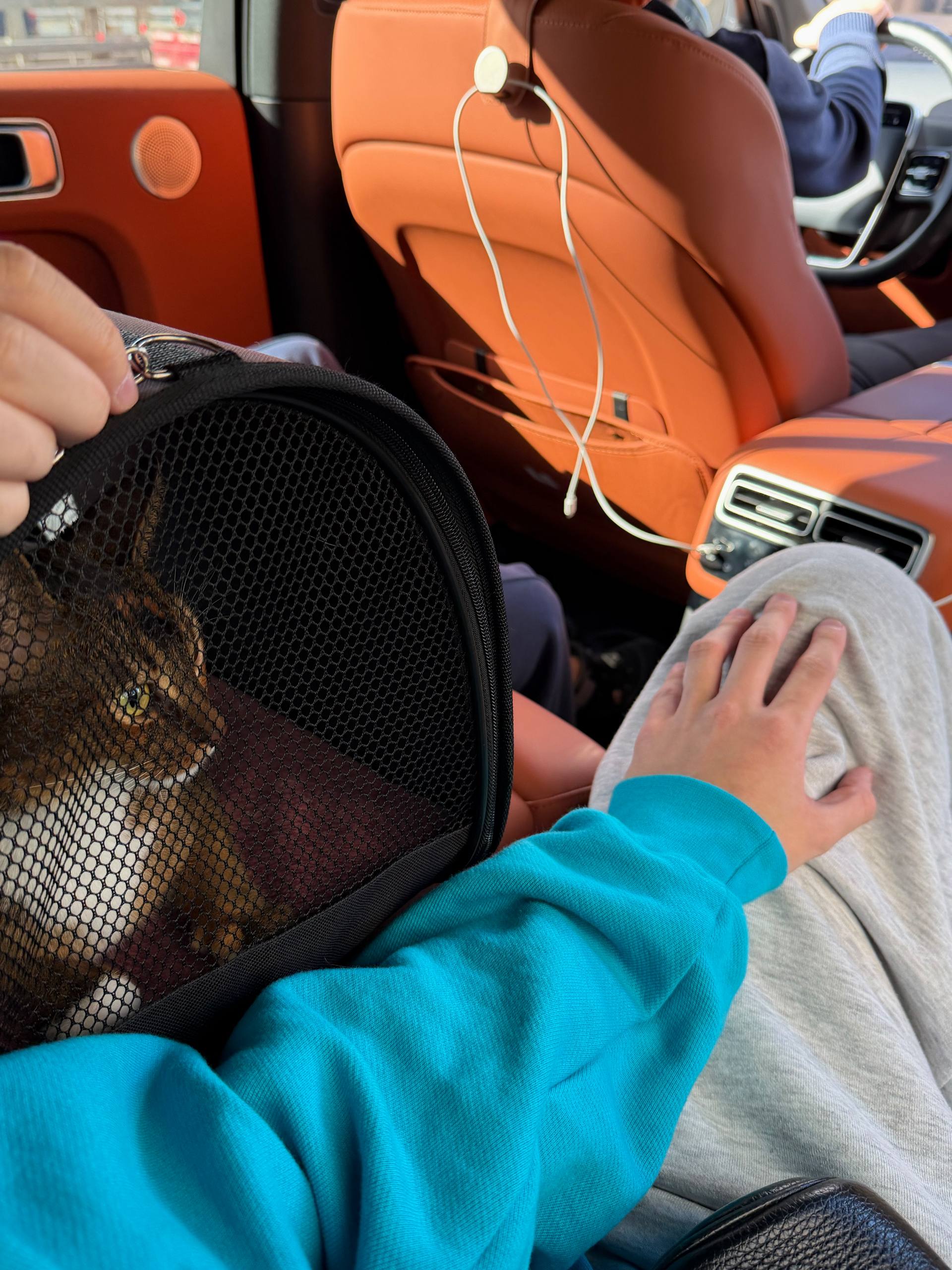 Фото 1 к публикации «Перелет с кошкой в Таиланд: Пхукет, документы и расходы»