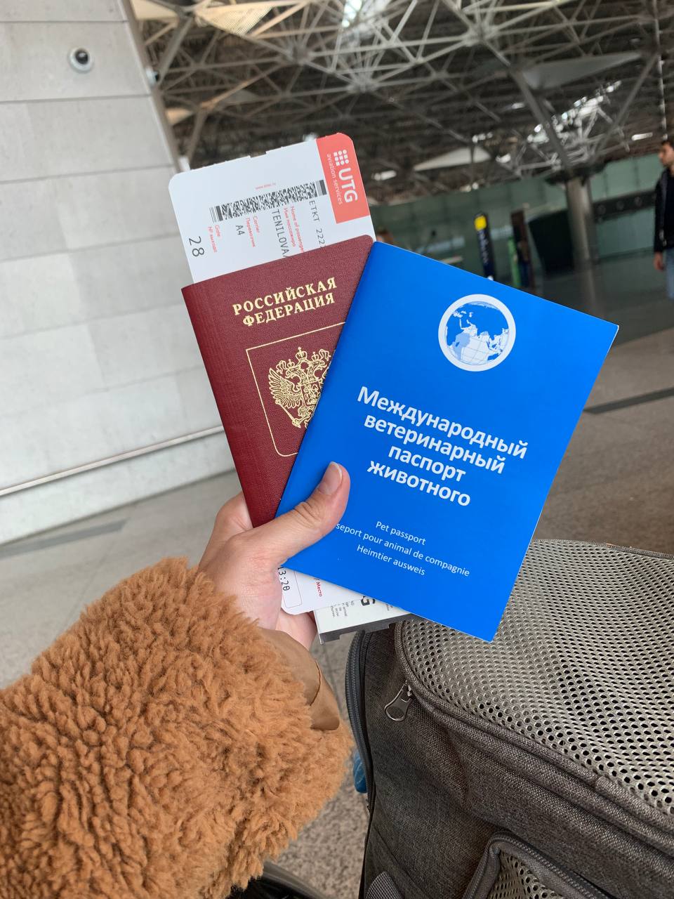 Перелет с котом в Грузию: подготовка и документы