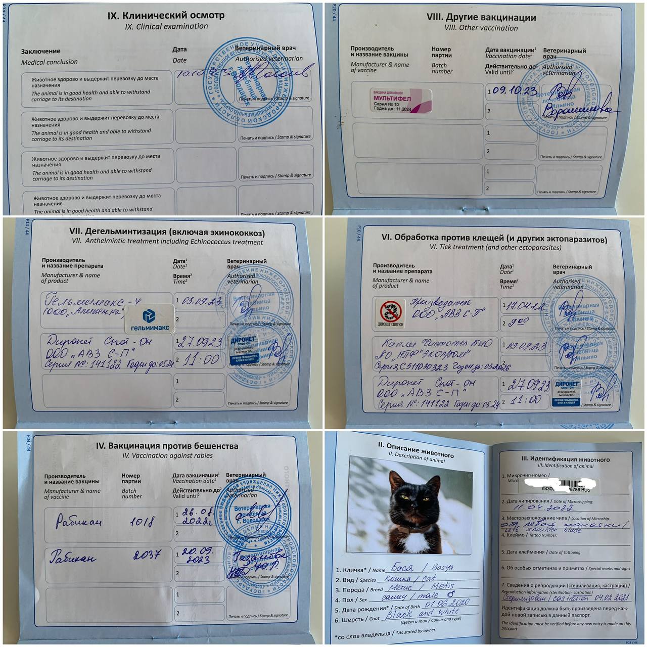 Фото 1 к публикации «Перелет с котом в Грузию: подготовка и документы»