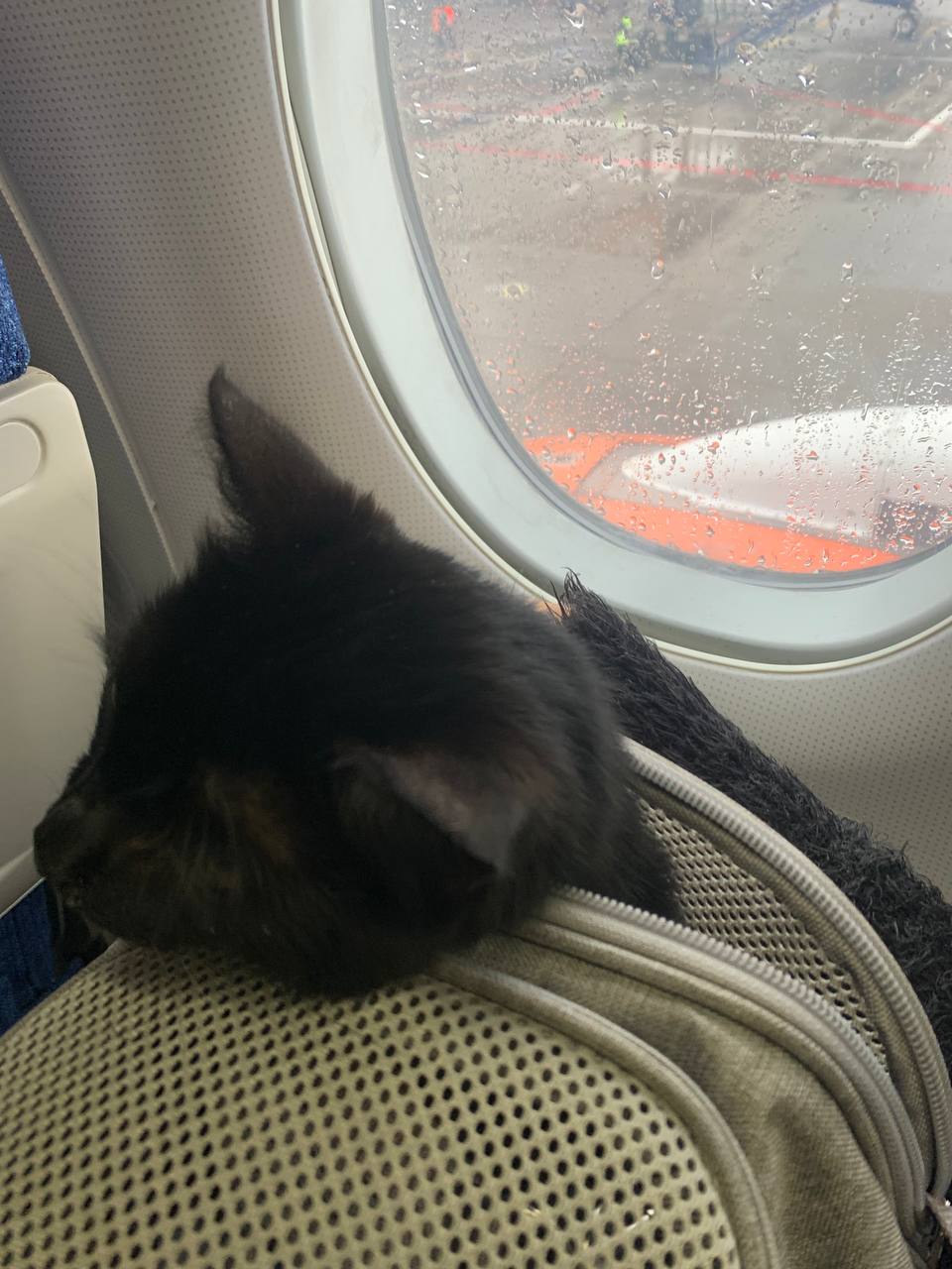 Перелет с котом из Москвы в Батуми: личный опыт