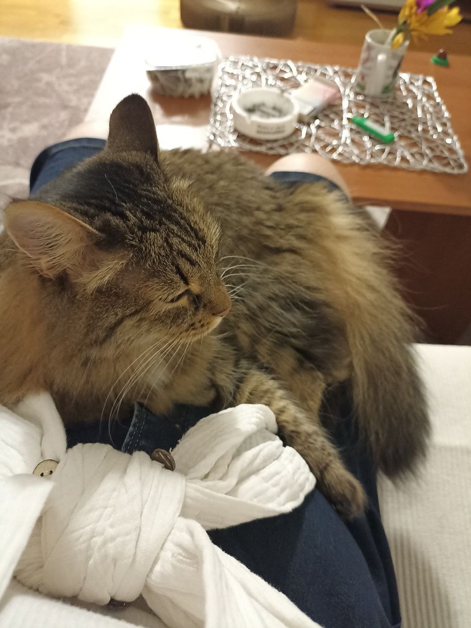 Котоналог от Стюши: милое фото питомца