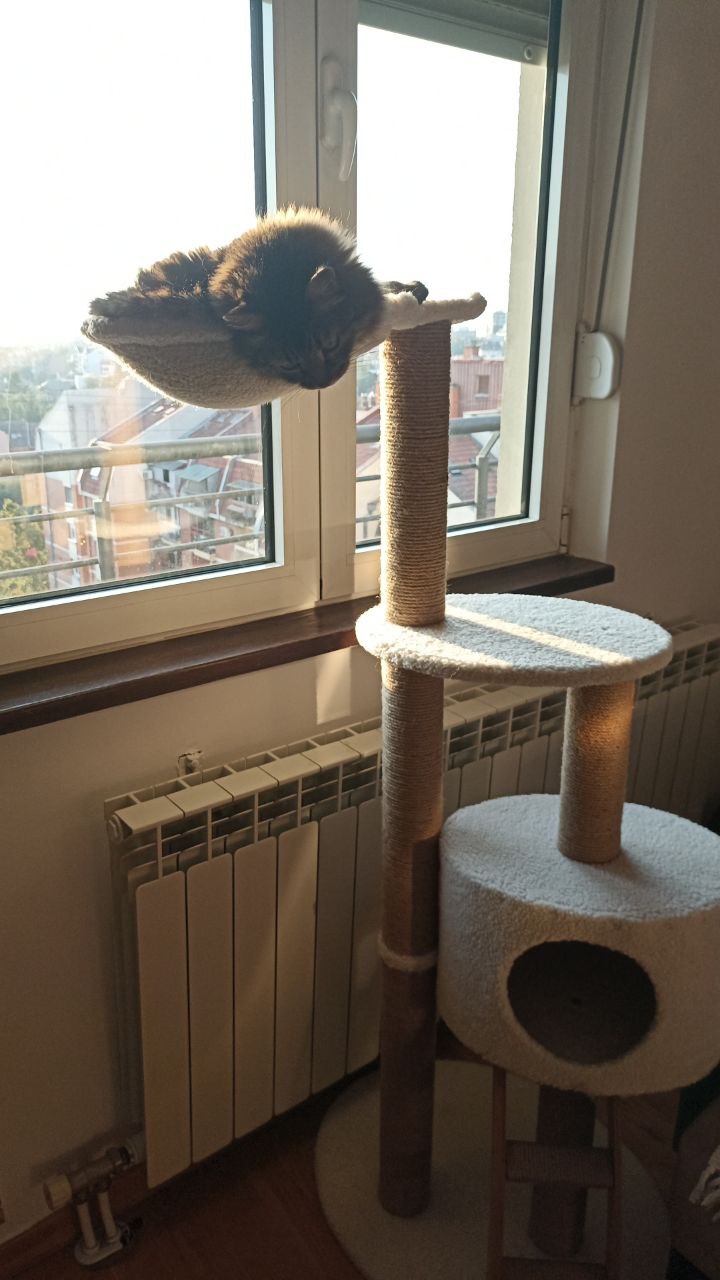 Фото 3 к публикации «Котоналог от Стюши: милое фото питомца»