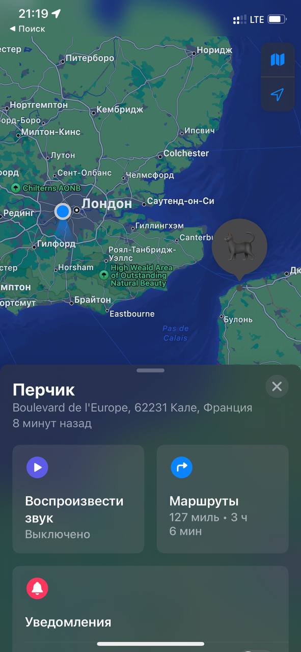 Фото 1 к публикации «Как платить налоги для владельцев домашних животных в Испании»