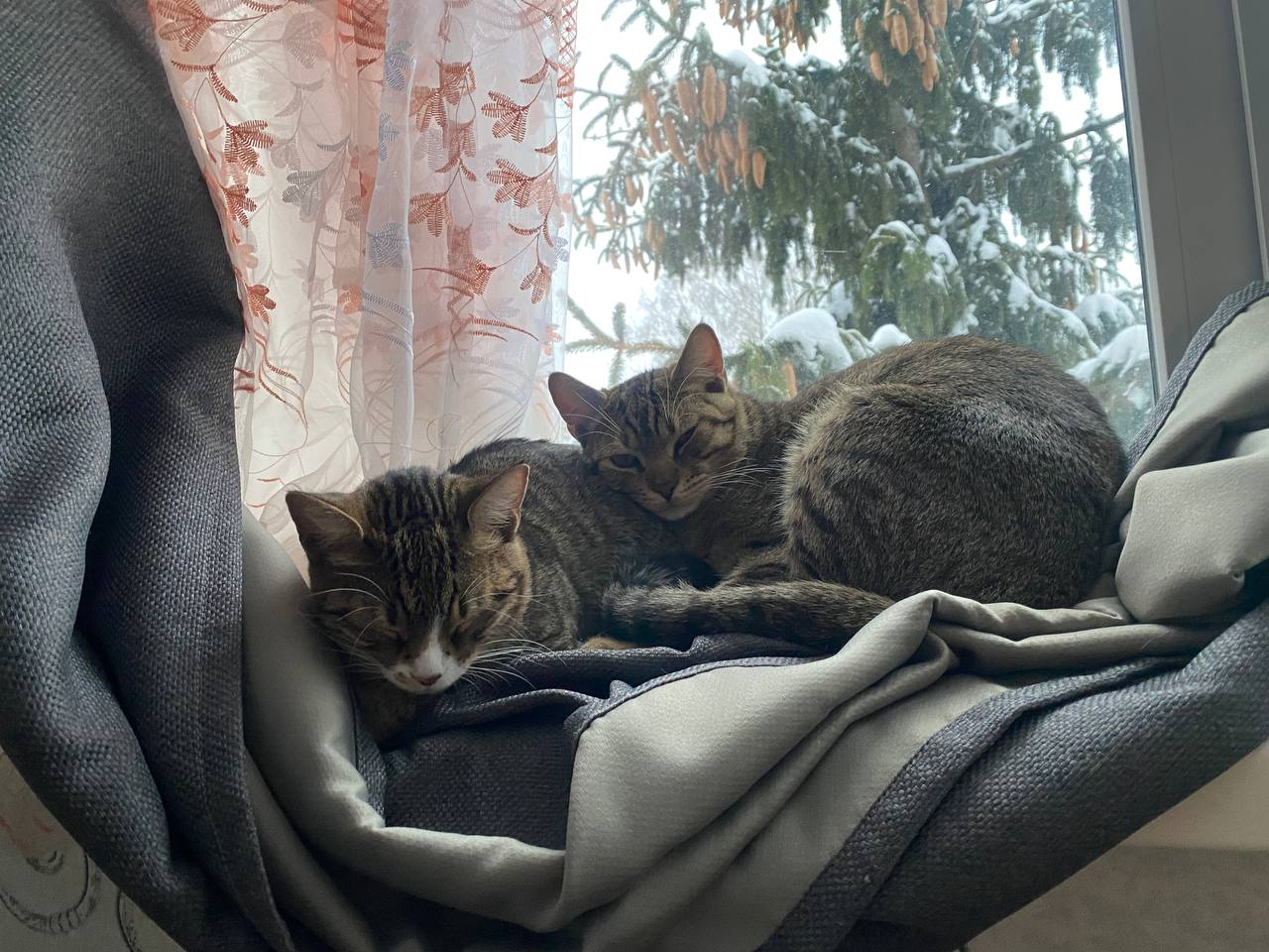 Фото 1 к публикации «Как перелететь с четырьмя кошками: наш опыт с авиакомпанией Азимут»
