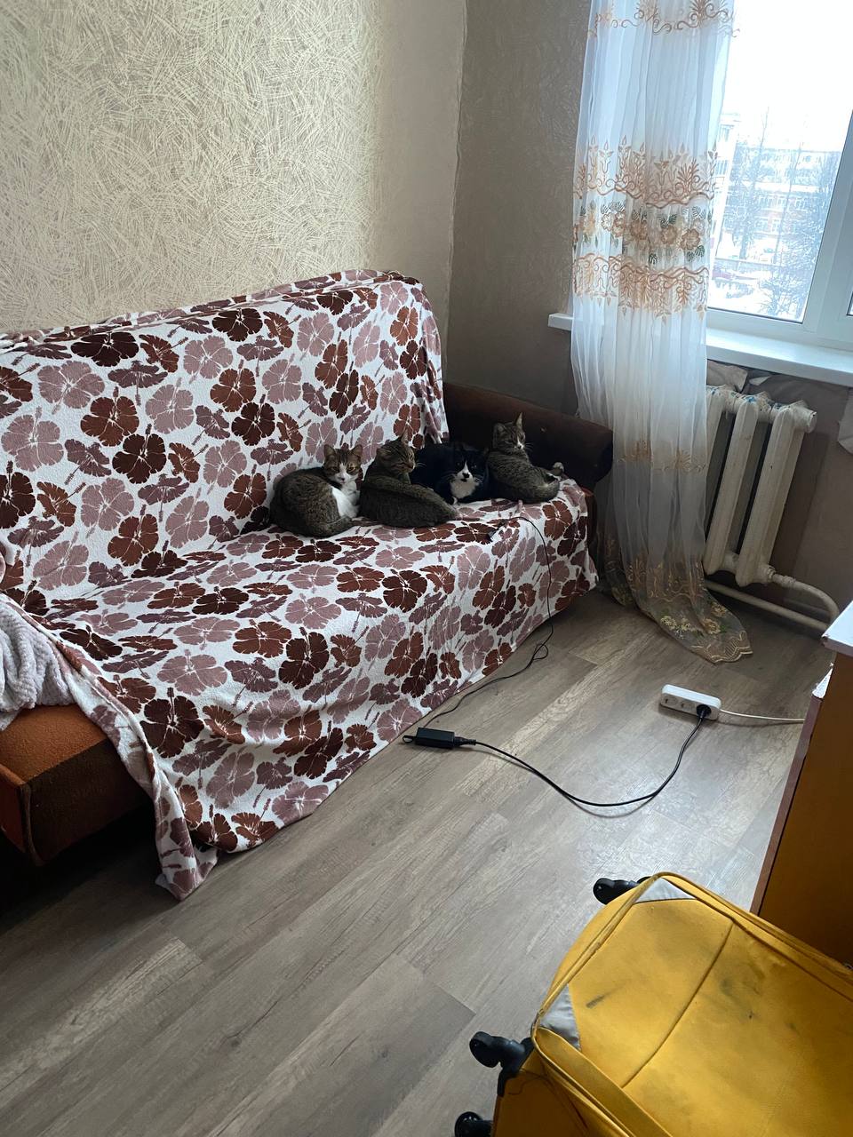 Фото 2 к публикации «Как перелететь с четырьмя кошками: наш опыт с авиакомпанией Азимут»