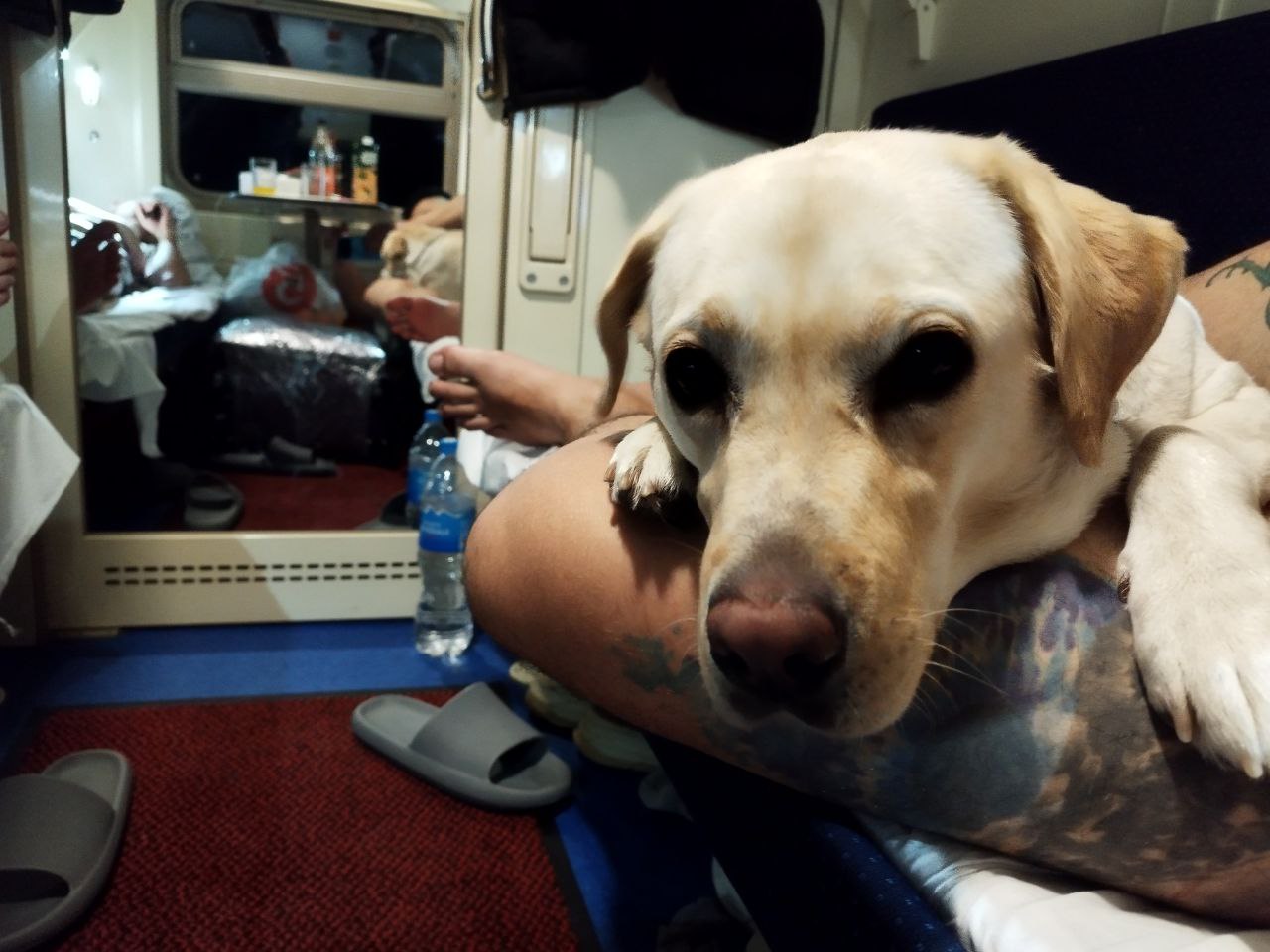 Фото 1 к публикации «Перелет с собакой в Мексику: маршрут, документы и советы»