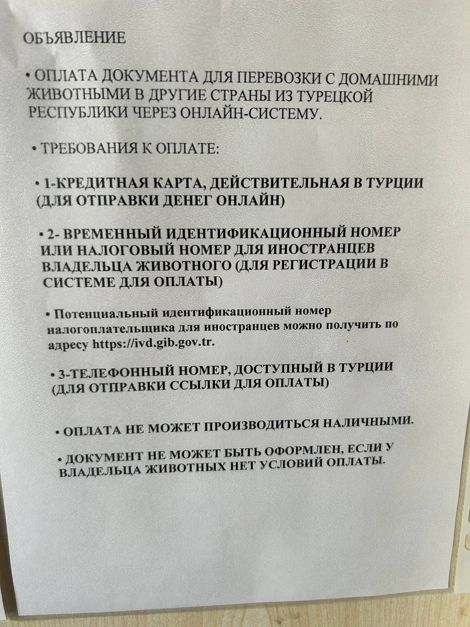 Перелет с кошкой из Стамбула в Марокко: личный опыт