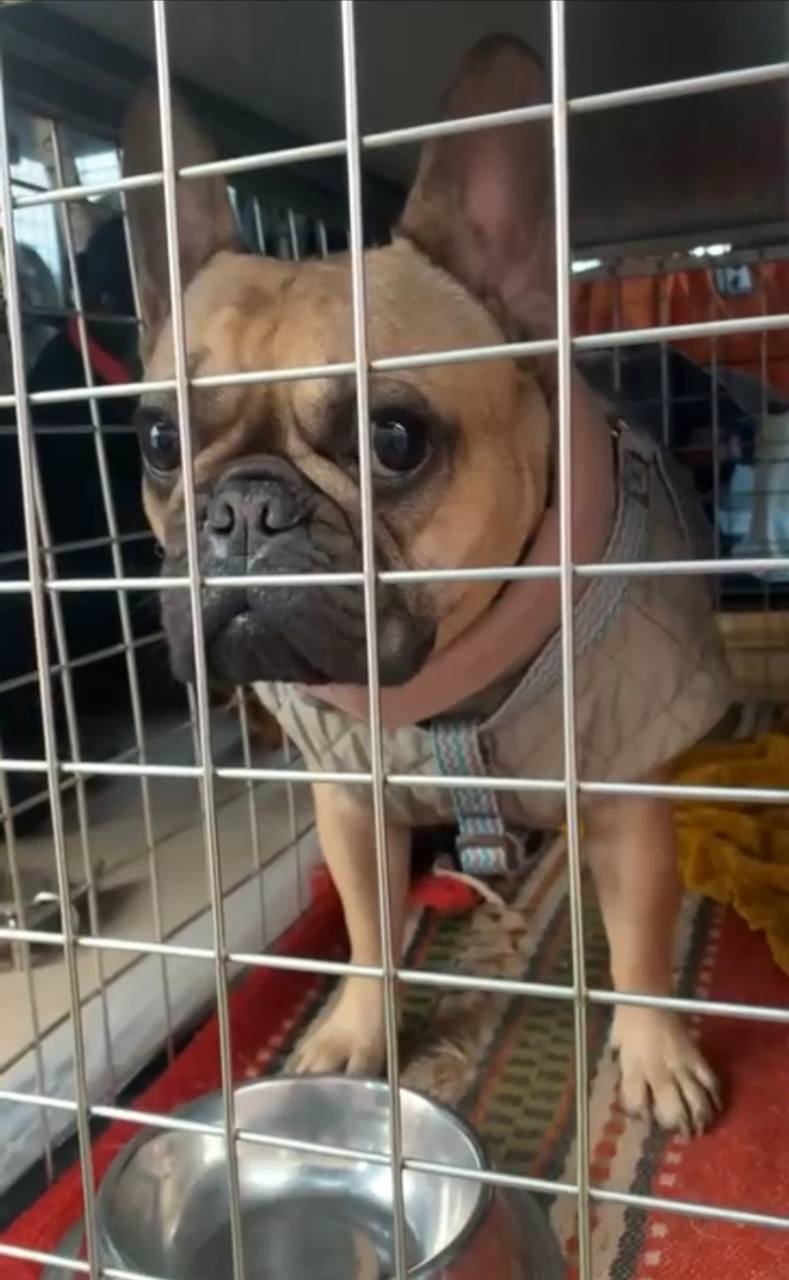 Перевозка собаки из Москвы в Бельгию: отзыв о PetsTrans