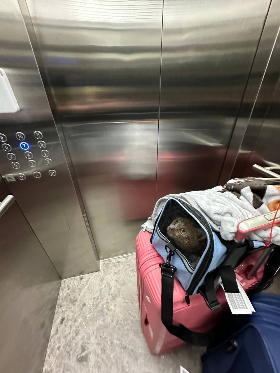 Фото 1 к публикации «Как перевезти кошку в ОАЭ с Etihad: личный опыт и инструкция»